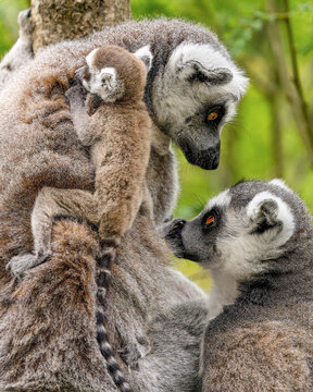 Family of ring tailed lemurs (catta lemurs) in a tree