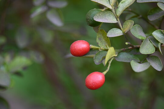 Murraya paniculata fruits. Its other names orange jasmine,&nbsp;orange jessamine and china box flower. Its&nbsp;is a species of shrub or small tree in the family&nbsp;Rutaceae. Kamini fruits. 
