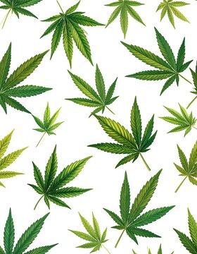 A pattern of various green cannabis leaves on white background