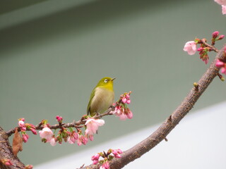 Obraz premium 河津桜に止まるメジロ