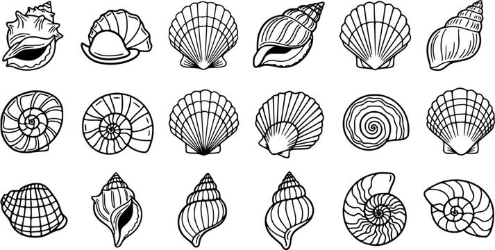 Black and White Line Art Seashells Collection. Ocean and Marine Life Outline Icons Featuring Various Sea Shells, Conchs, Clams, and Spiral Designs for Nature and Beach Concepts.