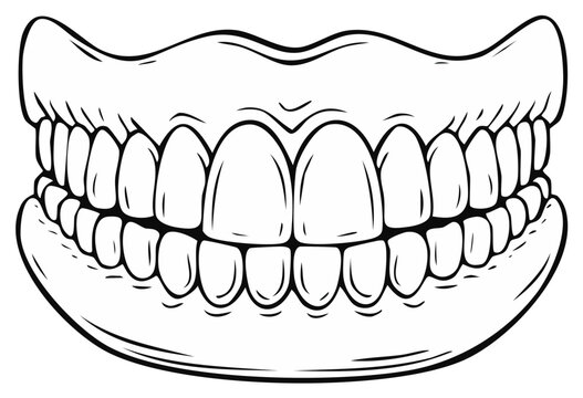 Drawn Human Teeth Set: Upper and Lower Jaw Line Art Illustration for Dental Health Concepts