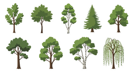 Fototapeta premium Collection of Diverse Tree Illustrations: Deciduous, Coniferous, and Weeping Varieties