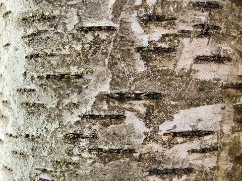 The birch bark texture pattern wooden background. Macro shot. Texture made of birch tree bark. Beautiful birch trunk background.