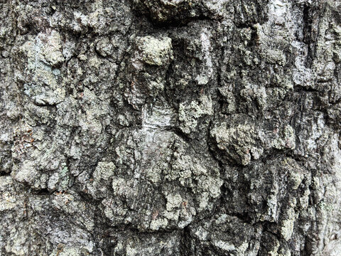 The birch bark texture pattern wooden background. Macro shot. Texture made of birch tree bark. Beautiful birch trunk background.