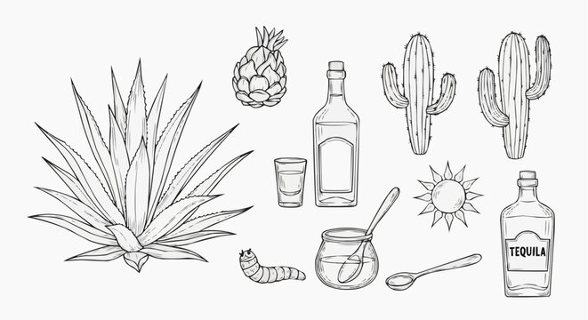 Agave plant and tequila production icons set, hand drawn line art vector