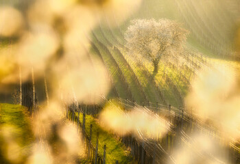 Fototapeta premium Beautiful spring landscape with blossoming trees