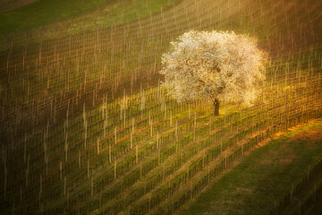 Fototapeta premium Beautiful spring landscape with blossoming tree