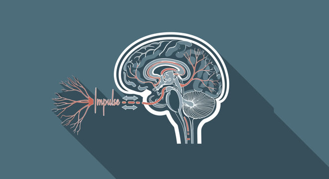 The human brain with neurons and blood vessels is illustrated.
