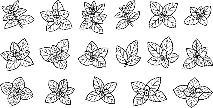 Food  Herbal Black  White Line Art Vector Set: Fresh Mint Leaves and Sprigs  Outline Collection for Cooking, Beverages, and Natural Health