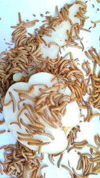 Detailed mealworms Swarm Movement on Pear - Close Up of Tenebrio Molitor Segmented Bodies