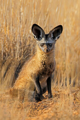 Fototapeta premium A small bat-eared fox (Otocyon megalotis) sitting in natural habitat, South Africa