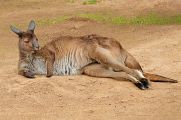 A resting eastern grey kangaroo (Macropus giganteus) in natural habitat, South Australia © EcoView