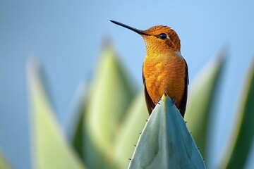 Fototapeta premium orange hummingbird perched on pointed agave leaf tip, calm and alert pose against soft blue-green background