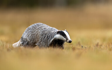 Badger close up ( Meles meles ) © Piotr Krzeslak