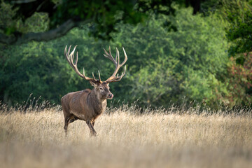 Fototapeta premium Deer male buck ( Cervus elaphus ) during rut