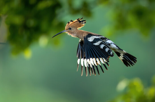 Eurasian hoopoe bird in early morning light ( Upupa epops )
