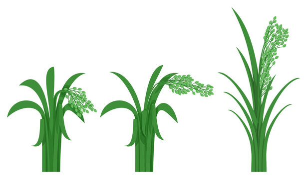 Proso, a cereal plant with green leaves, is set.