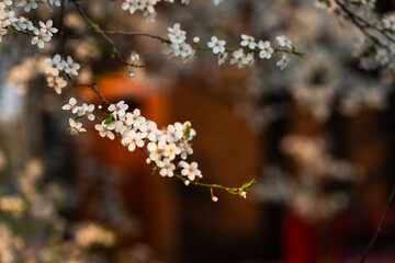 Kwitnąca śliwa w wiosennym parku – białe kwiaty na drzewie w miękkim świetle i rozmyciu tła © Elżbieta Kaps