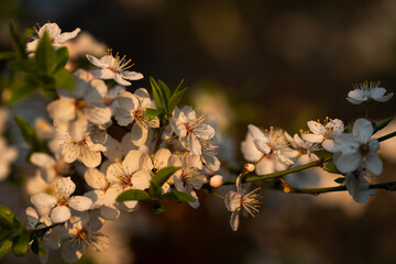 Kwitnąca śliwa w wiosennym parku – białe kwiaty na drzewie w miękkim świetle i rozmyciu tła © Elżbieta Kaps