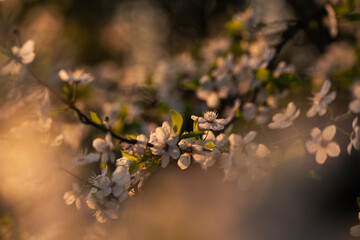 Kwitnąca śliwa w wiosennym parku – białe kwiaty na drzewie w miękkim świetle i rozmyciu tła © Elżbieta Kaps