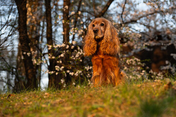 Cocker spaniel angielski w wiosennym parku – portret psa na tle rozmytych kwiatów © Elżbieta Kaps