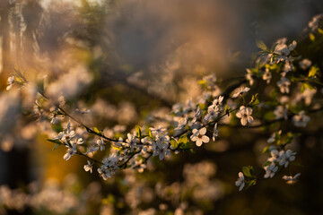 Kwitnąca śliwa w wiosennym parku – białe kwiaty na drzewie w miękkim świetle i rozmyciu tła © Elżbieta Kaps
