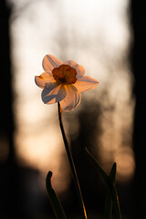 Żonkile w wiosennym parku na rozmytym tle – kwiatowe tło z miejscem na tekst © Elżbieta Kaps