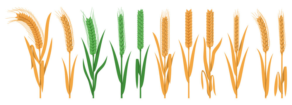 Collections of green and golden cereal wheat plant spikelets isolated