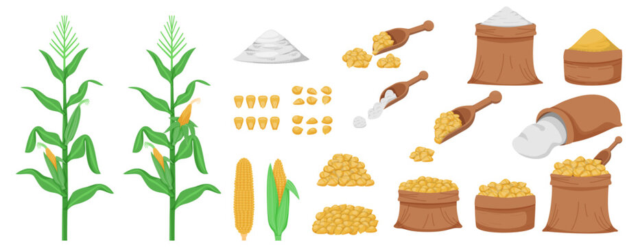 Corn grains collected in jute bags, cereal products, and maize crops harvested. flour, grain pile
