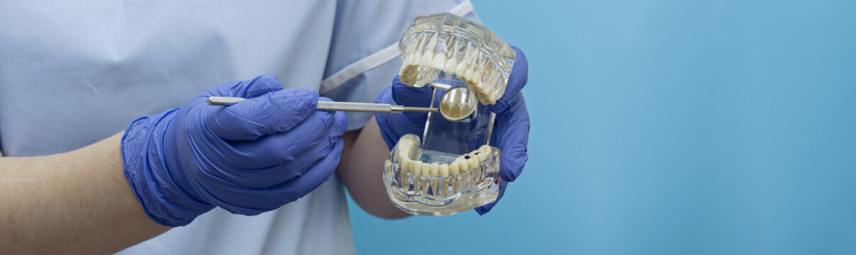 Dental checkup and hygiene concept. Doctor holding transparent teeth model. Panoramic medical background with blank space.