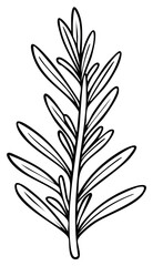 Fototapeta premium Black and white illustration of rosemary sprig, culinary herb