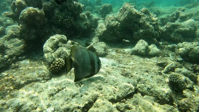 Platax teira, also known as the teira batfish, longfin batfish, longfin spadefish, or round faced batfish is a species of marine ray-finned fish belonging to the family Ephippidae