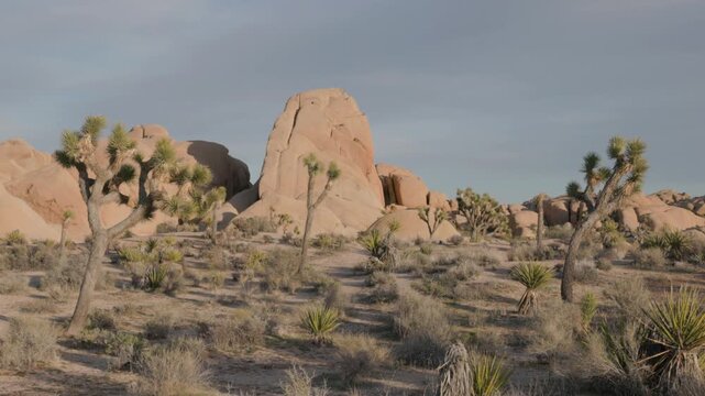 a tilt up clip of joshua trees and monzogranite boulders at joshua tree national park during a spring sunset in california, usa