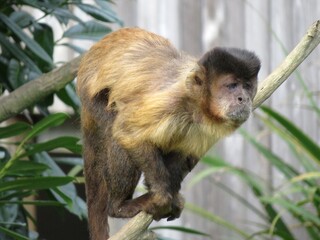 Fototapeta premium Singe