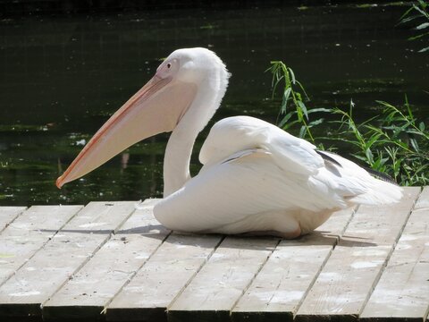 P&eacute;lican