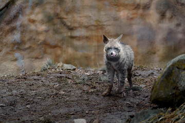 Fototapeta premium Portrait of Arabian striped hyaena