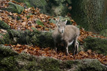 Fototapeta premium Portrait of Alpine ibex in zoo