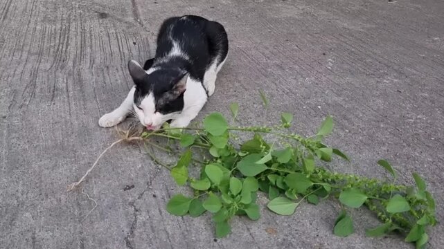 Black and white cat, Happy and funny eating Indian acalypha roots, Enjoy eating lifestyle. cute, take, catnip, eat, green, animal, enjoy, slow life, pet care, pet