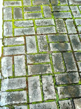 Old Paving Blocks with Green Moss Growing in Joints