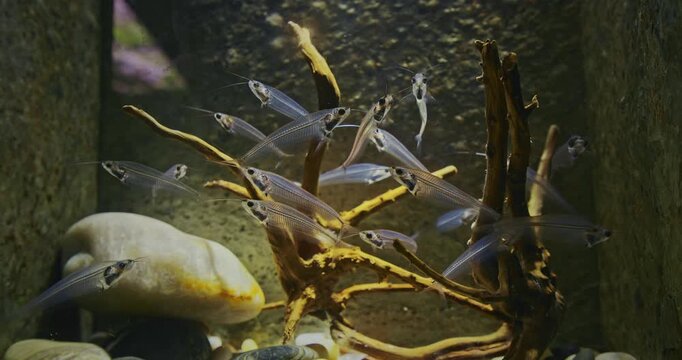 Many Catfishes Float In Aquarium. Kryptopterus Vitreolus Known Commonly As Glass Cat, Ghost Catfish Or Phantom Catfish. Glass Catfish Are Endemic To Thailand. Catfish In Zoo Aquarium
