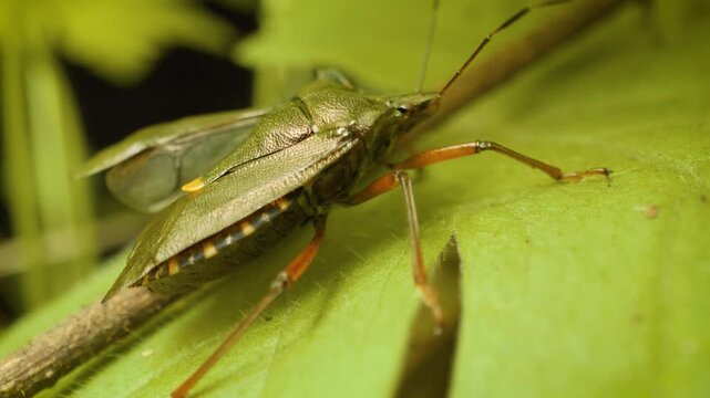 Red-legged shieldbug (Pentatoma rufipes) close-up, forest bug on  a leaf