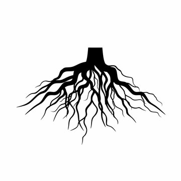 Tree root silhouette on a white background. Plant root system. Realistic black root illustration suitable for logos.
