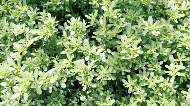 blooming Purslane (Portulaca oleracea) growing in a summer garden