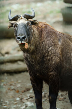 Portrait of Mishmi takin in zoo