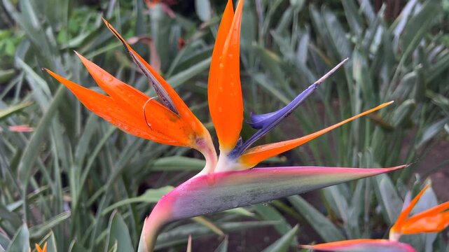 Bird of paradise flower in close view with water droplets and soft tropical nursery background.