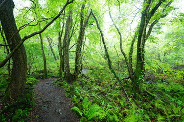 Obraz premium fine path and mossy old trees in misty rain