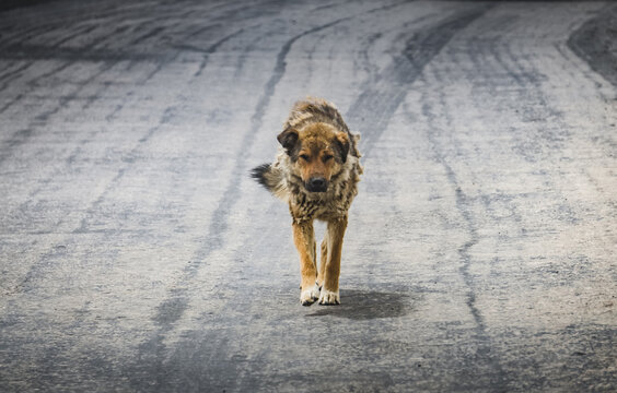 A shepherd dog with long, shaggy fur runs along the asphalt in the mountainous Pamir region of Tajikistan. A hunting dog
