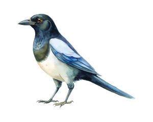 Obraz premium Watercolor Magpie Clipart, Elegant Black and White Bird Illustration, Isolated on White