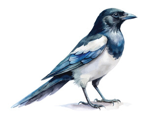 Obraz premium Watercolor Magpie, Black and White Bird Clipart, vector illustration isolated on white background